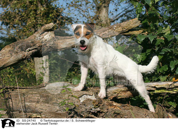 stehender Parson Russell Terrier / standing Parson Russell Terrier / SS-24740