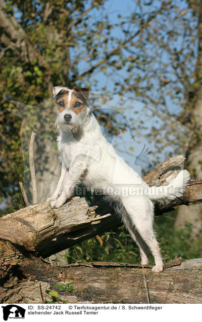 stehender Parson Russell Terrier / standing Parson Russell Terrier / SS-24742
