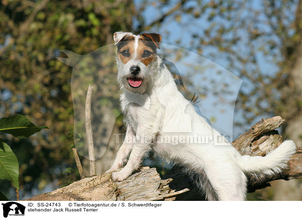 stehender Parson Russell Terrier / standing Parson Russell Terrier / SS-24743