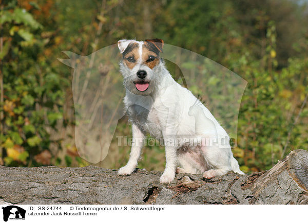 sitzender Parson Russell Terrier / sitting Parson Russell Terrier / SS-24744
