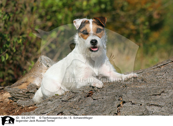 liegender Parson Russell Terrier / lying Parson Russell Terrier / SS-24748