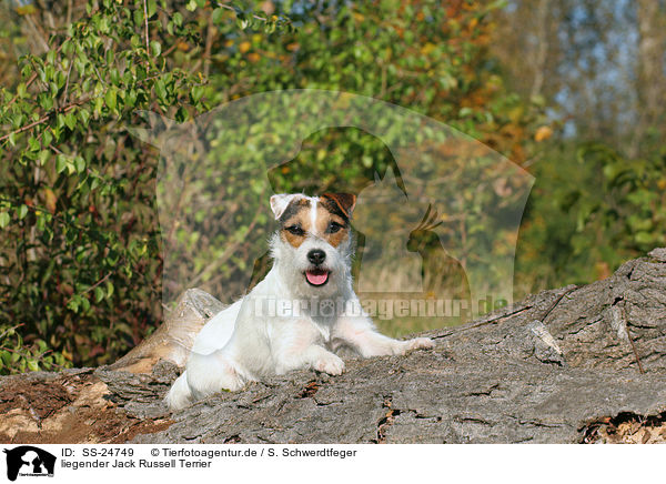 liegender Parson Russell Terrier / lying Parson Russell Terrier / SS-24749