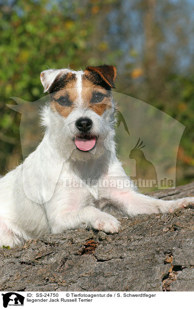 liegender Parson Russell Terrier / lying Parson Russell Terrier / SS-24750