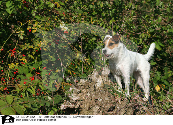 stehender Parson Russell Terrier / standing Parson Russell Terrier / SS-24752