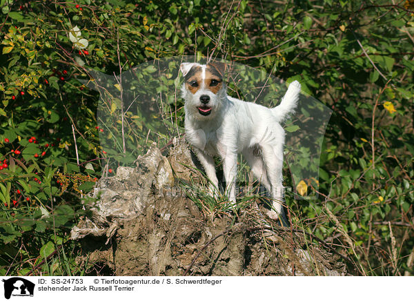 stehender Parson Russell Terrier / standing Parson Russell Terrier / SS-24753