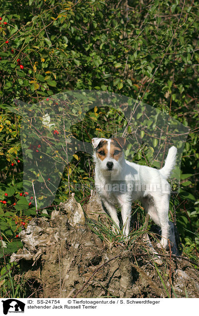 stehender Parson Russell Terrier / standing Parson Russell Terrier / SS-24754