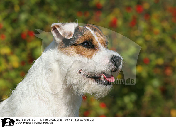 Parson Russell Terrier Portrait / Parson Russell Terrier Portrait / SS-24759