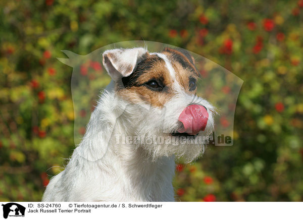 Parson Russell Terrier Portrait / Parson Russell Terrier Portrait / SS-24760