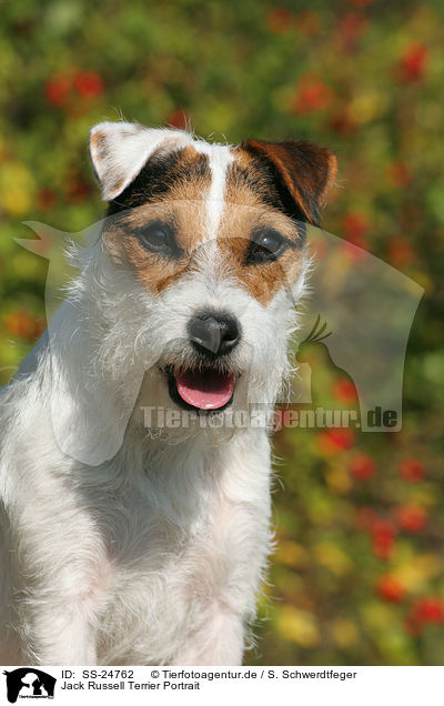 Parson Russell Terrier Portrait / Parson Russell Terrier Portrait / SS-24762