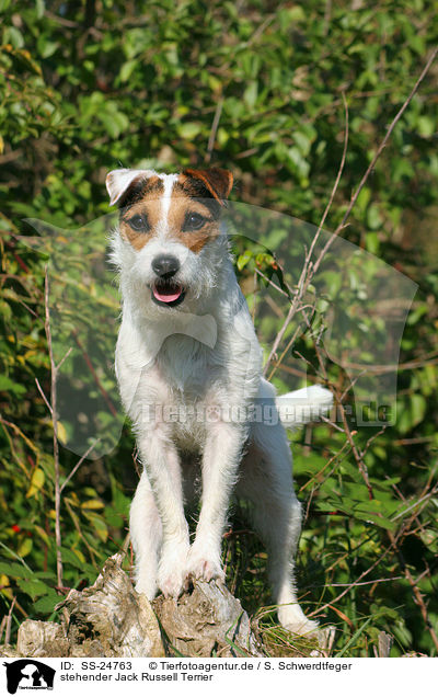 stehender Parson Russell Terrier / standing Parson Russell Terrier / SS-24763