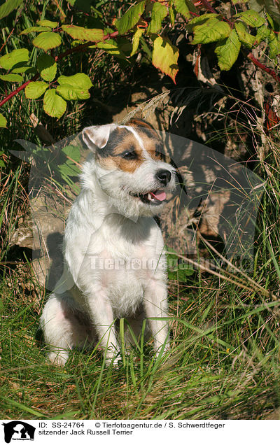 sitzender Parson Russell Terrier / sitting Parson Russell Terrier / SS-24764