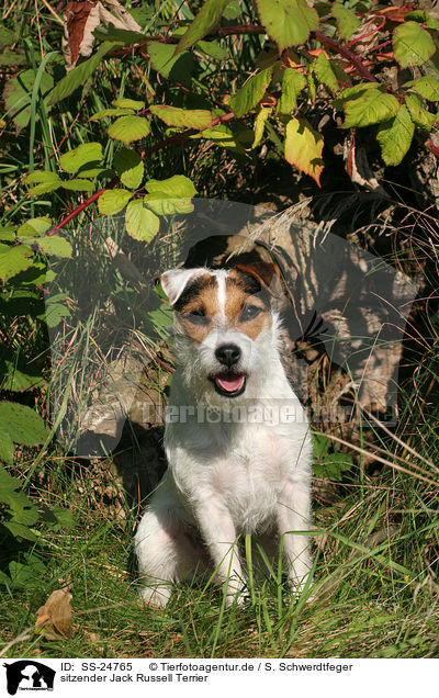 sitzender Parson Russell Terrier / sitting Parson Russell Terrier / SS-24765