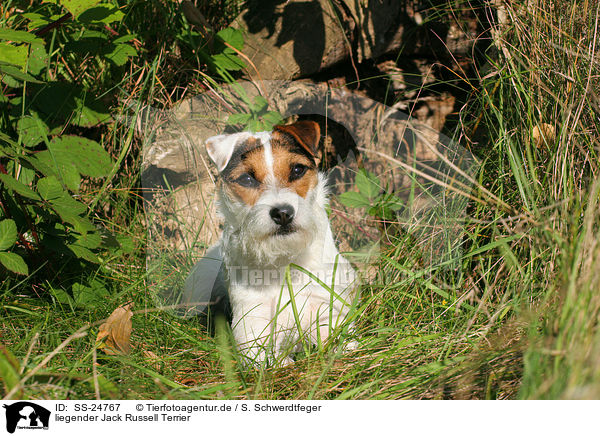 liegender Parson Russell Terrier / lying Parson Russell Terrier / SS-24767