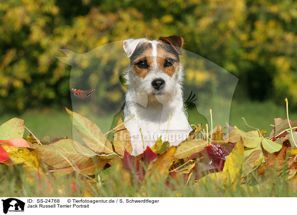 Parson Russell Terrier Portrait / Parson Russell Terrier Portrait / SS-24768