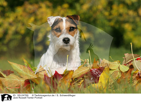 Parson Russell Terrier Portrait / Parson Russell Terrier Portrait / SS-24769