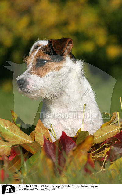 Parson Russell Terrier Portrait / Parson Russell Terrier Portrait / SS-24770