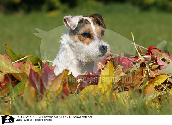 Parson Russell Terrier Portrait / Parson Russell Terrier Portrait / SS-24771