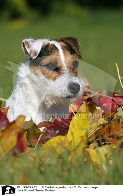 Parson Russell Terrier Portrait / Parson Russell Terrier Portrait / SS-24772