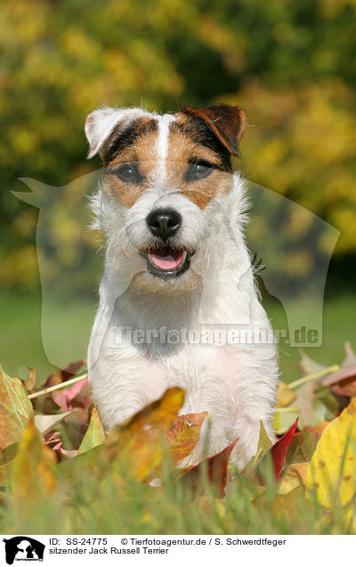 sitzender Parson Russell Terrier / sitting Parson Russell Terrier / SS-24775