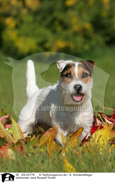 stehender Parson Russell Terrier / standing Parson Russell Terrier / SS-24776