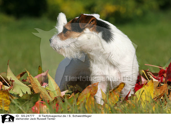 stehender Parson Russell Terrier / standing Parson Russell Terrier / SS-24777