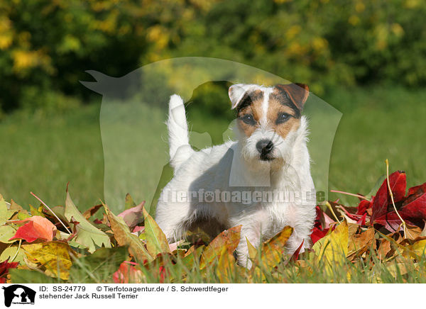 stehender Parson Russell Terrier / standing Parson Russell Terrier / SS-24779