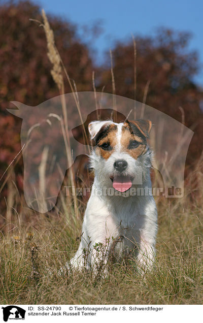 sitzender Parson Russell Terrier / sitting Parson Russell Terrier / SS-24790