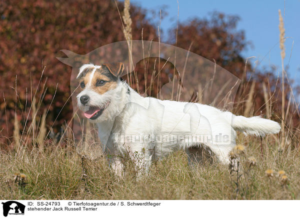 stehender Parson Russell Terrier / standing Parson Russell Terrier / SS-24793