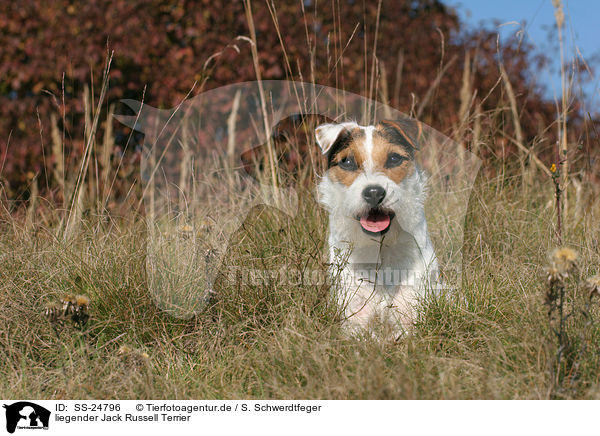 liegender Parson Russell Terrier / lying Parson Russell Terrier / SS-24796