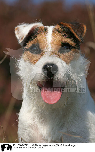 Parson Russell Terrier Portrait / Parson Russell Terrier Portrait / SS-24797