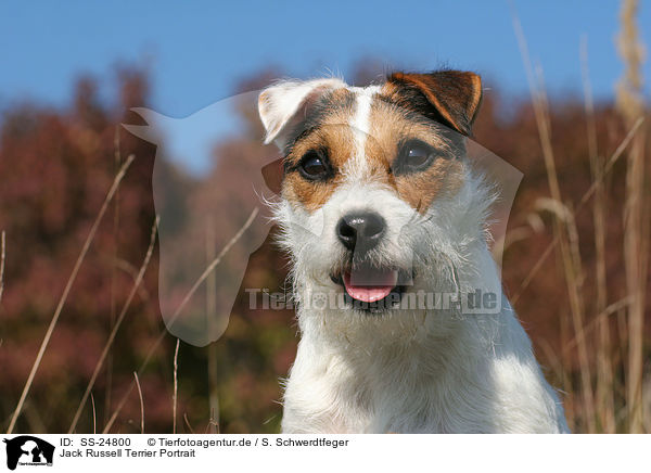 Parson Russell Terrier Portrait / Parson Russell Terrier Portrait / SS-24800