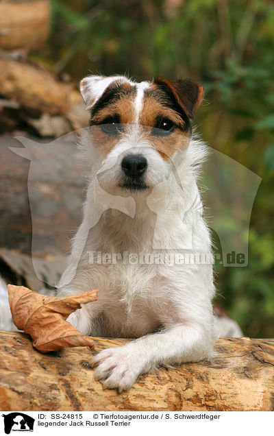 liegender Parson Russell Terrier / lying Parson Russell Terrier / SS-24815