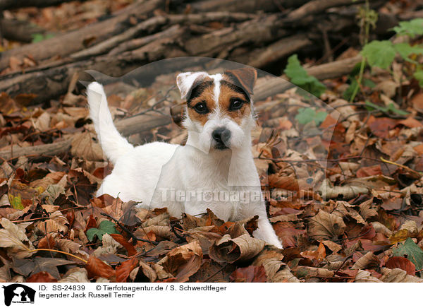 liegender Parson Russell Terrier / lying Parson Russell Terrier / SS-24839