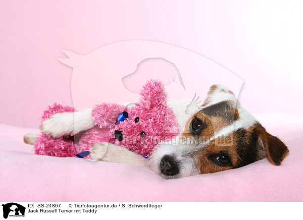 Parson Russell Terrier mit Teddy / Parson Russell Terrier with teddy / SS-24867