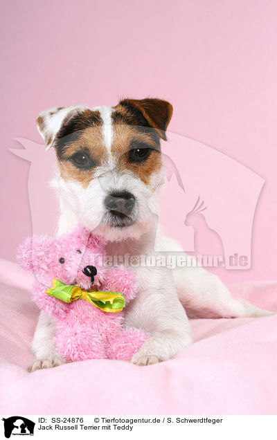 Parson Russell Terrier mit Teddy / Parson Russell Terrier with teddy / SS-24876