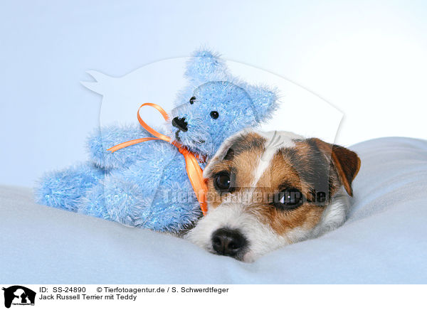 Parson Russell Terrier mit Teddy / Parson Russell Terrier with teddy / SS-24890