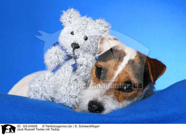 Parson Russell Terrier mit Teddy / Parson Russell Terrier with teddy / SS-24906