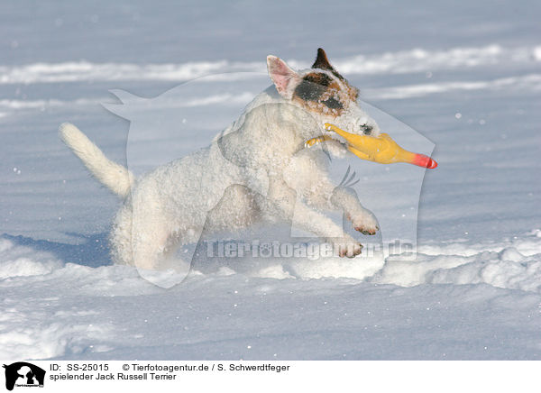 spielender Parson Russell Terrier / playing Parson Russell Terrier / SS-25015