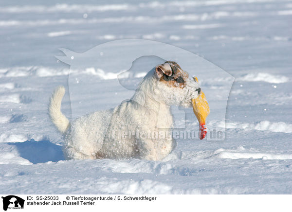 stehender Parson Russell Terrier / standing Parson Russell Terrier / SS-25033