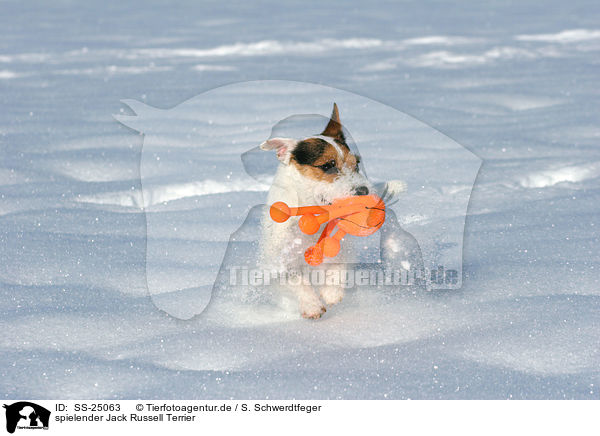 spielender Parson Russell Terrier / playing Parson Russell Terrier / SS-25063