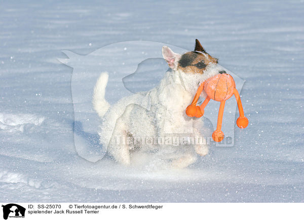 spielender Parson Russell Terrier / playing Parson Russell Terrier / SS-25070
