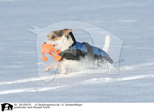 spielender Parson Russell Terrier / playing Parson Russell Terrier / SS-25079