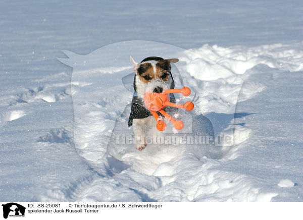 spielender Parson Russell Terrier / playing Parson Russell Terrier / SS-25081