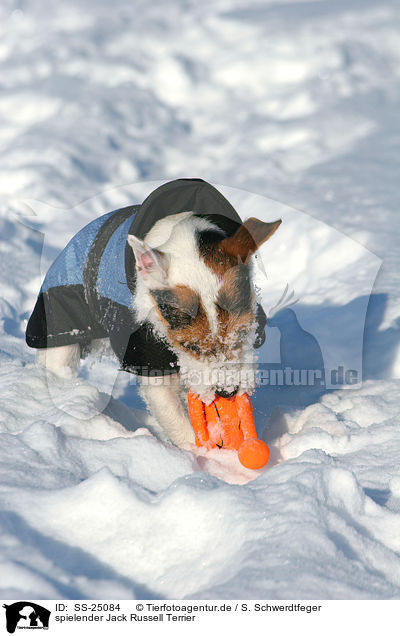 spielender Parson Russell Terrier / playing Parson Russell Terrier / SS-25084