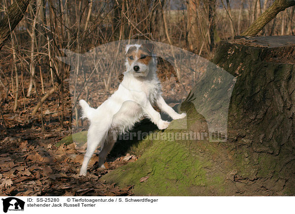 stehender Parson Russell Terrier / standing Parson Russell Terrier / SS-25280