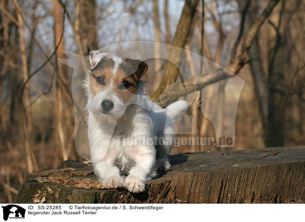 liegender Jack Russell Terrier / SS-25285
