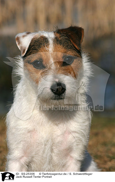 Parson Russell Terrier Portrait / Parson Russell Terrier Portrait / SS-25306