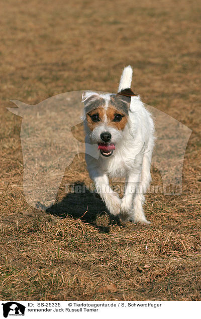 rennender Parson Russell Terrier / running Parson Russell Terrier / SS-25335