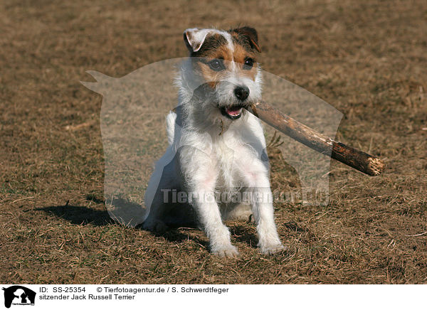 sitzender Jack Russell Terrier / SS-25354