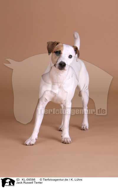 Jack Russell Terrier / Jack Russell Terrier / KL-08586